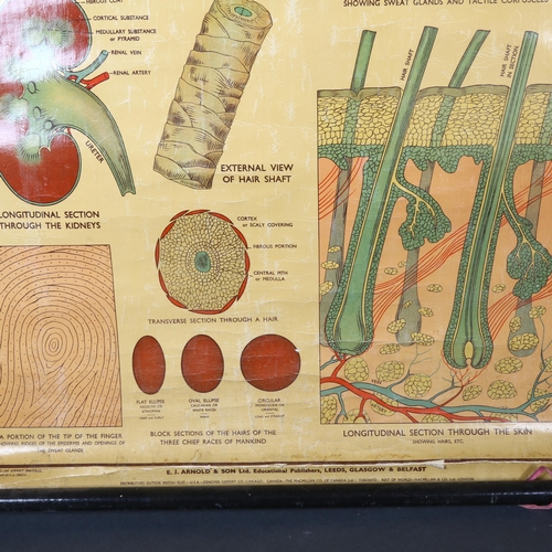 462 - The A.L Educational series.
Elementary Physiology Hygiene & Ambulance
By Robert E Holding, Zoologica... 