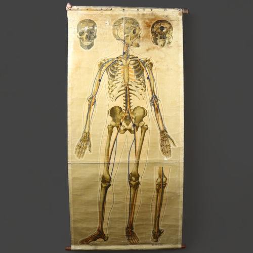 463 - J Teck, An early 20th Century schoolroom Human Anatomical Circulation chart