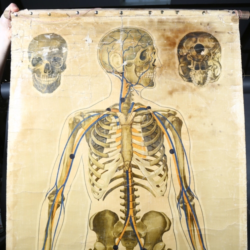 463 - J Teck, An early 20th Century schoolroom Human Anatomical Circulation chart