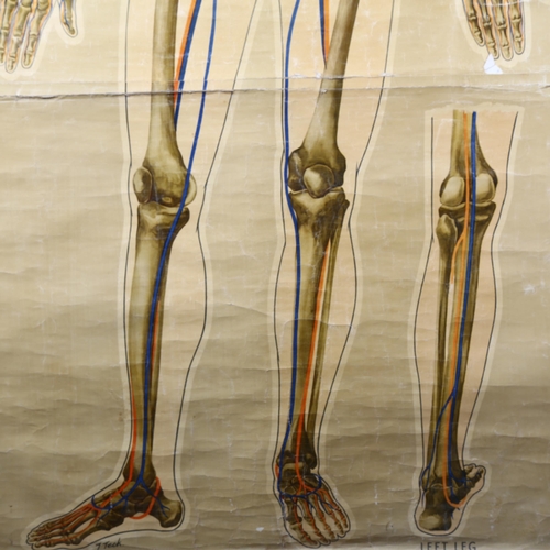 463 - J Teck, An early 20th Century schoolroom Human Anatomical Circulation chart