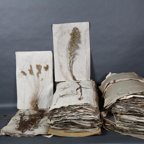 465 - French Herbarium - A large collection of dried and pressed plants