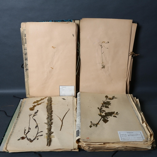 465 - French Herbarium - A large collection of dried and pressed plants