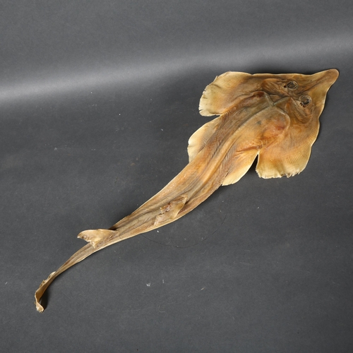 488 - Taxidermy - an Eastern Shovelnose Ray, (Aptychotrema rostrata), a species of guitarfish, dried speci... 