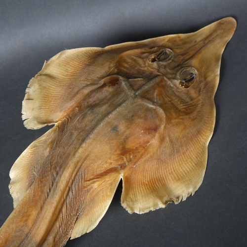 488 - Taxidermy - an Eastern Shovelnose Ray, (Aptychotrema rostrata), a species of guitarfish, dried speci... 