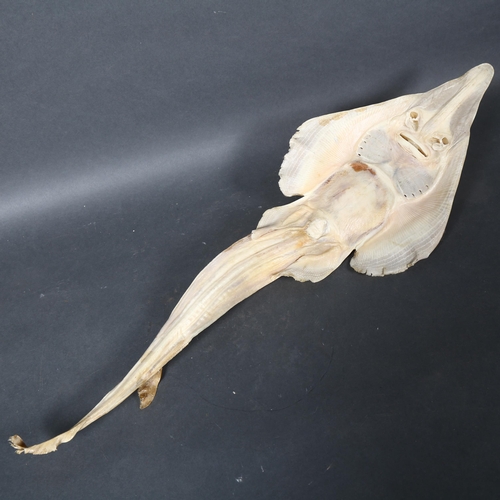 488 - Taxidermy - an Eastern Shovelnose Ray, (Aptychotrema rostrata), a species of guitarfish, dried speci... 