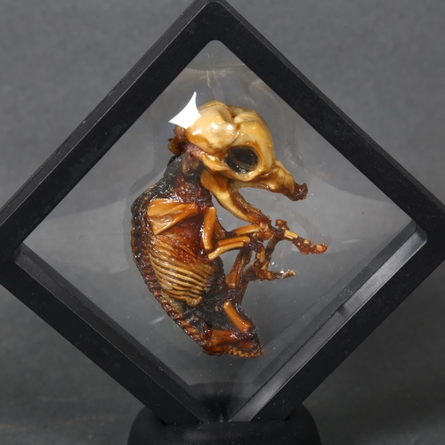 489 - Taxidermy / Curiosity - Unusual Mummified Piglet in frame. 
An unusual mummified fetal piglet. These... 