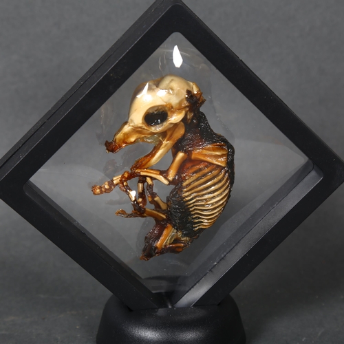 489 - Taxidermy / Curiosity - Unusual Mummified Piglet in frame. 
An unusual mummified fetal piglet. These... 