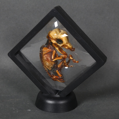 489 - Taxidermy / Curiosity - Unusual Mummified Piglet in frame. 
An unusual mummified fetal piglet. These... 