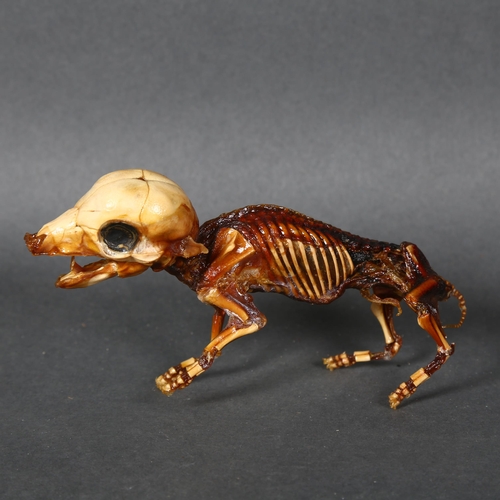 490 - Taxidermy / Curiosity - an Unusual Mummified Piglet, freestanding. An unusual mummified fetal piglet... 