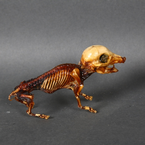 490 - Taxidermy / Curiosity - an Unusual Mummified Piglet, freestanding. An unusual mummified fetal piglet... 