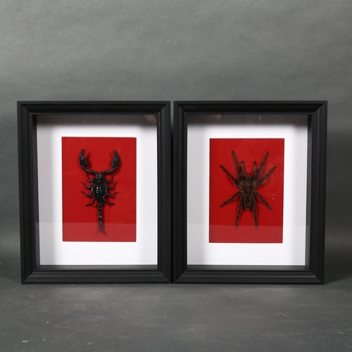 491 - Taxidermy - a Scorpion and Tarantula in black frames. A pair of frames, one mounted with a forest sc... 