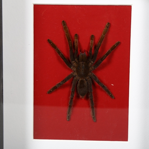 491 - Taxidermy - a Scorpion and Tarantula in black frames. A pair of frames, one mounted with a forest sc... 