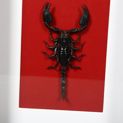 491 - Taxidermy - a Scorpion and Tarantula in black frames. A pair of frames, one mounted with a forest sc... 