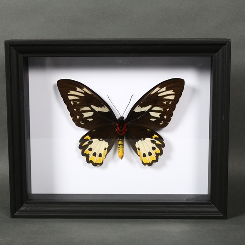 492 - Taxidermy - a Female Birdwing Butterfly in black frame. Ornithoptera priamus is one of the largest s... 