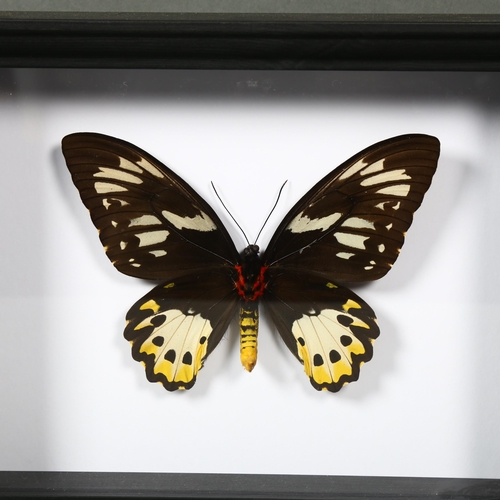 492 - Taxidermy - a Female Birdwing Butterfly in black frame. Ornithoptera priamus is one of the largest s... 