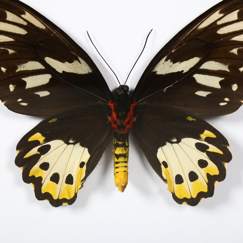 492 - Taxidermy - a Female Birdwing Butterfly in black frame. Ornithoptera priamus is one of the largest s... 