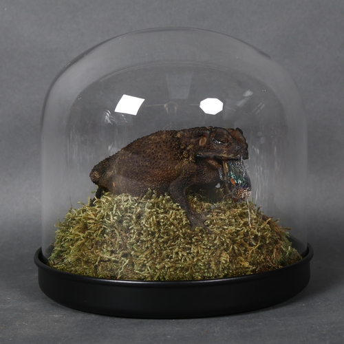 493 - Taxidermy - a Giant Toad under glass dome. a particularly large specimen of the Asian Common Toad (D... 