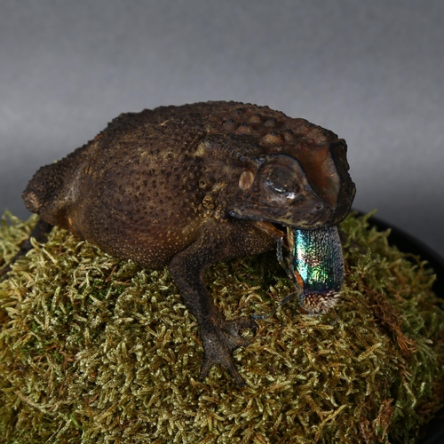 493 - Taxidermy - a Giant Toad under glass dome. a particularly large specimen of the Asian Common Toad (D... 