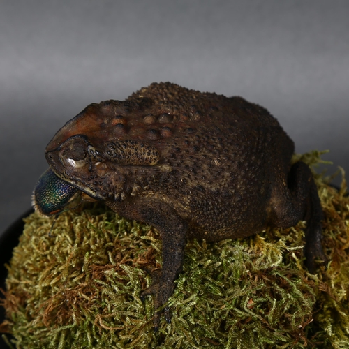 493 - Taxidermy - a Giant Toad under glass dome. a particularly large specimen of the Asian Common Toad (D... 