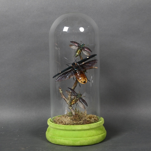 494 - Taxidermy - a Flight of Jewel Beetles in glass dome. A set of three specimens of Jewel Beetles in fl... 