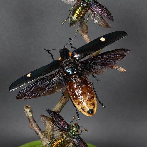 494 - Taxidermy - a Flight of Jewel Beetles in glass dome. A set of three specimens of Jewel Beetles in fl... 