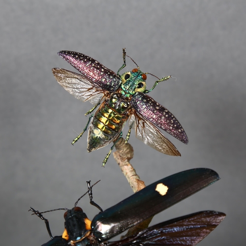 494 - Taxidermy - a Flight of Jewel Beetles in glass dome. A set of three specimens of Jewel Beetles in fl... 