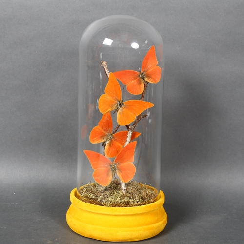 495 - Taxidermy - a Flight of Orange Albatross Butterflies in glass dome. A set of four specimens of Orang... 