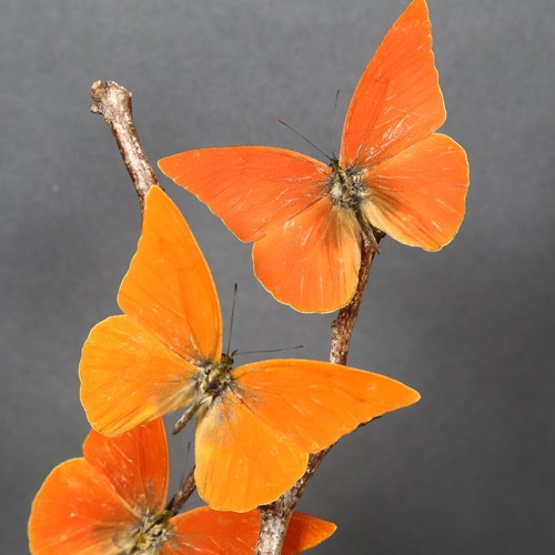 495 - Taxidermy - a Flight of Orange Albatross Butterflies in glass dome. A set of four specimens of Orang... 