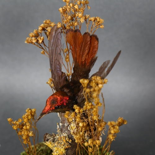 496 - Taxidermy - a Ruby-Topaz Hummingbird in glass dome. An antique ruby-topaz hummingbird mounted in a m... 