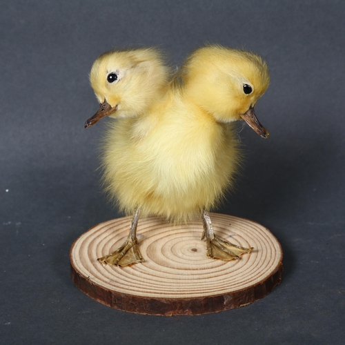 498 - Taxidermy - a Freak ‘Two-Headed Duckling’. A fluffy yellow duckling, with additional head. Mounted t... 