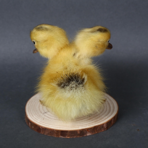 498 - Taxidermy - a Freak ‘Two-Headed Duckling’. A fluffy yellow duckling, with additional head. Mounted t... 