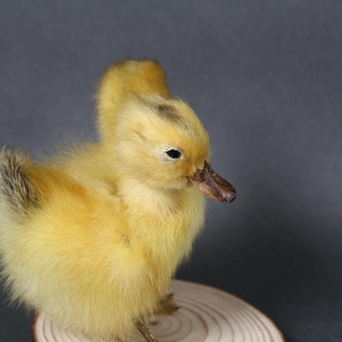 498 - Taxidermy - a Freak ‘Two-Headed Duckling’. A fluffy yellow duckling, with additional head. Mounted t... 