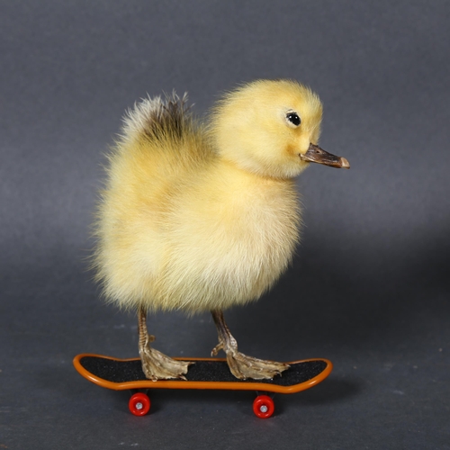 499 - Taxidermy - a Duckling on skateboard. A full mount yellow duckling mounted to a miniature working sk... 