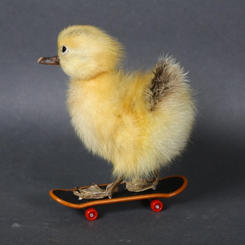 499 - Taxidermy - a Duckling on skateboard. A full mount yellow duckling mounted to a miniature working sk... 