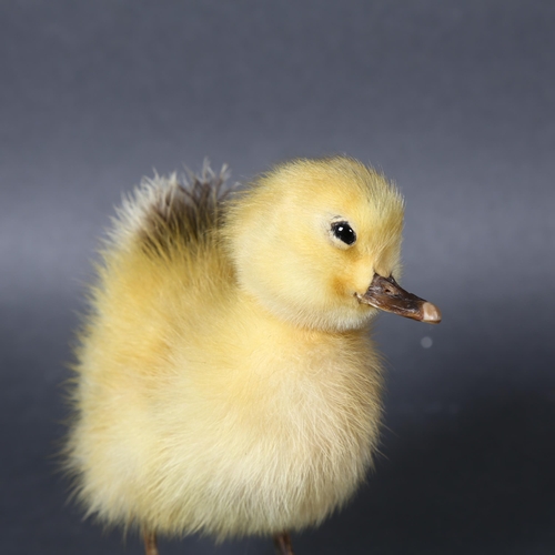 499 - Taxidermy - a Duckling on skateboard. A full mount yellow duckling mounted to a miniature working sk... 