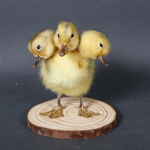 500 - Taxidermy - a Freak ‘Three-Headed Duckling’. A fluffy yellow duckling, with 2 additional heads. Moun... 