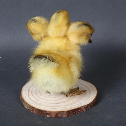 500 - Taxidermy - a Freak ‘Three-Headed Duckling’. A fluffy yellow duckling, with 2 additional heads. Moun... 