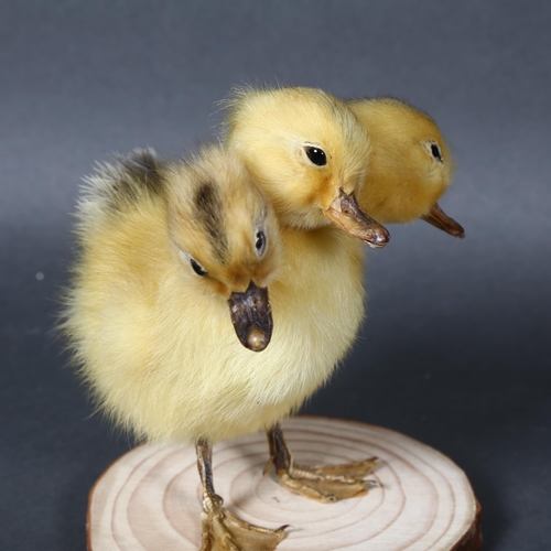 500 - Taxidermy - a Freak ‘Three-Headed Duckling’. A fluffy yellow duckling, with 2 additional heads. Moun... 