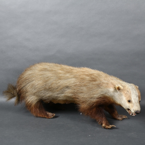 501 - Taxidermy - a European Badger, full body adult mount, length 70cm.