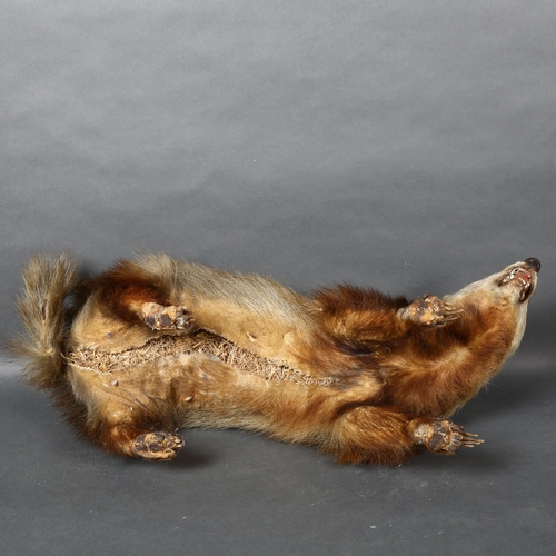 501 - Taxidermy - a European Badger, full body adult mount, length 70cm.