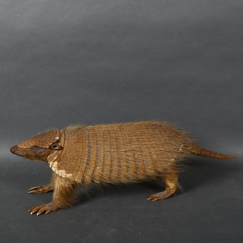 514 - Taxidermy - an Andean Hairy Armadillo, full body adult mount, forward facing, length 48cm.
CITES - (... 