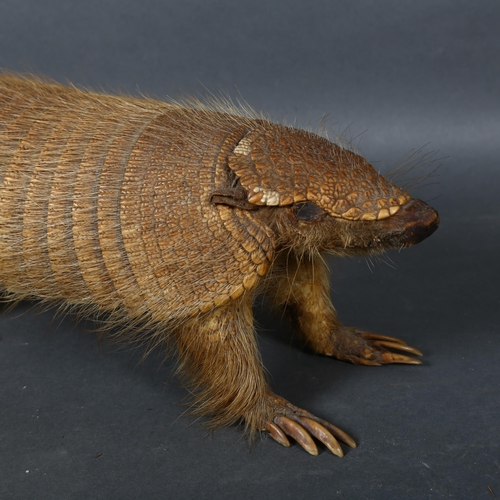 514 - Taxidermy - an Andean Hairy Armadillo, full body adult mount, forward facing, length 48cm.
CITES - (... 