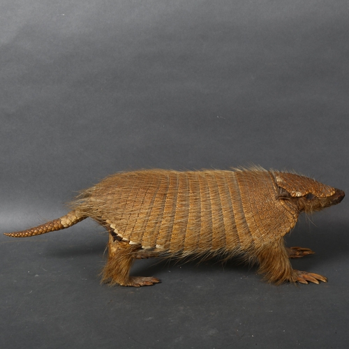 514 - Taxidermy - an Andean Hairy Armadillo, full body adult mount, forward facing, length 48cm.
CITES - (... 