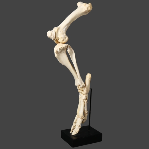 122 - Taxidermy / Curiosity - Articulated Wild Boar skeletal leg. A complete articulated leg of a wild boa... 