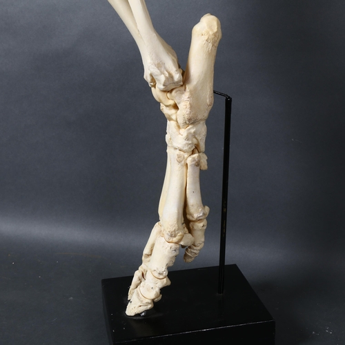 122 - Taxidermy / Curiosity - Articulated Wild Boar skeletal leg. A complete articulated leg of a wild boa... 