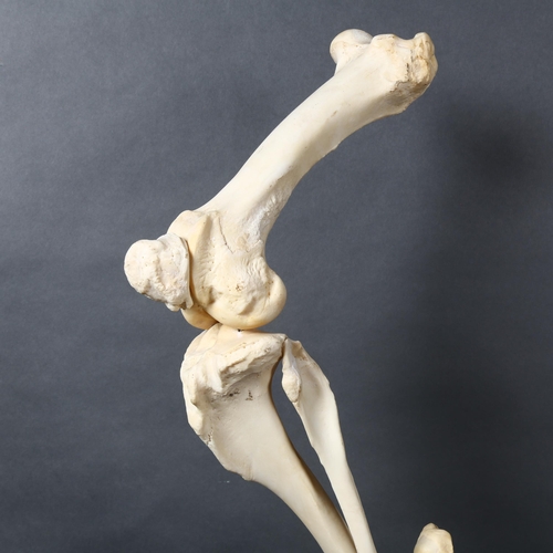 122 - Taxidermy / Curiosity - Articulated Wild Boar skeletal leg. A complete articulated leg of a wild boa... 