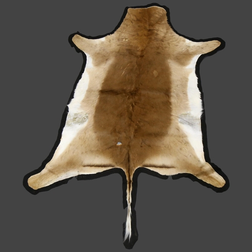 369 - Taxidermy - an Impala Antelope Skin Hide. A medium skin hide rug / throw tanned and supple. CITES - ... 