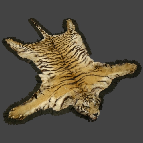 371 - Taxidermy - an antique Tiger skin rug, with open mouth, snarling pose, glass eyes, majority of claws... 