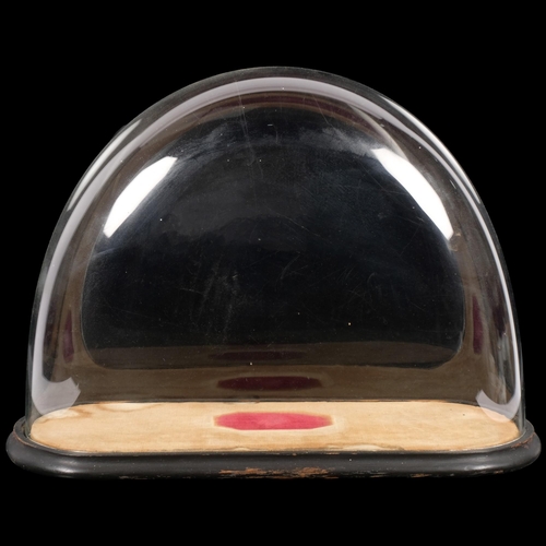 204 - A Victorian glass dome, with associated ebonised wooden base, H36cm, L46cm