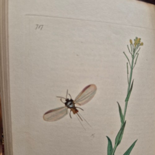 1 - British Entomology Being Illustrations and Descriptions of the Genera
of Insects found in Great Brit... 